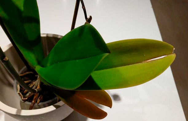 Pourquoi les feuilles d'orchidées se fissurent-elles? Causes et solutions
